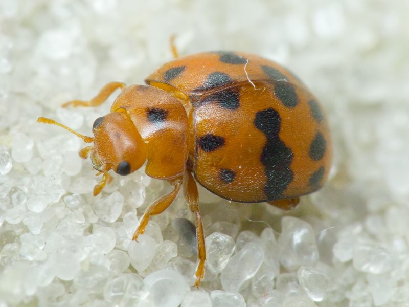 Subcoccinella vigintiquatuorpunctata (Linnaeus, 1758)